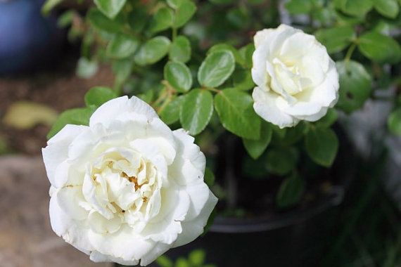 Climbing Rose Seeds Climber Pure White Perennials Flower