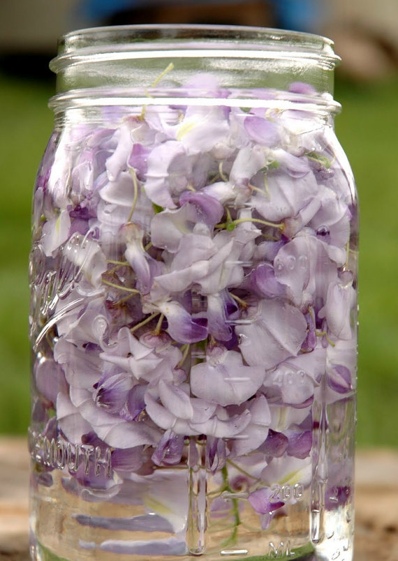 Wisteria Seeds Tree Seeds Wisteria sinensis Chinese Wisteria Vine Purple Flowers