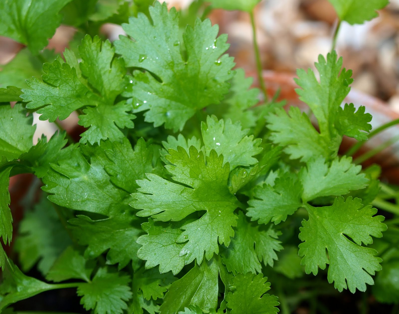 ผักชีไทย Coriander