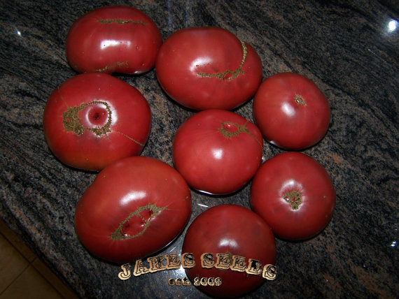Cherokee Purple Tomato เชโรกีสีม่วงมะเขือเทศ 20 เมล็ด