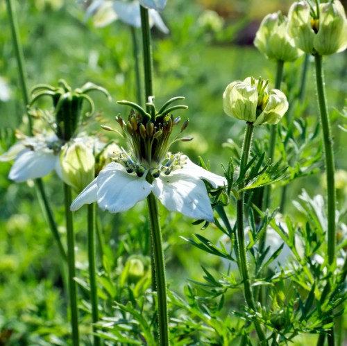 100 กรัม 40,000 เมล็ด Black Cumin nigella sativa Roman coriander blue