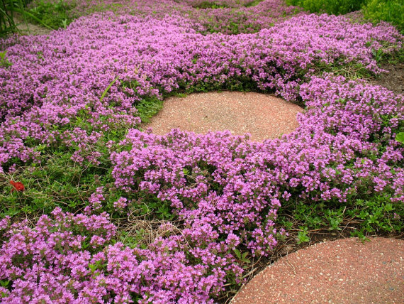 Thyme Thymus Serpyllum Purple Herbs Groundcover Flower