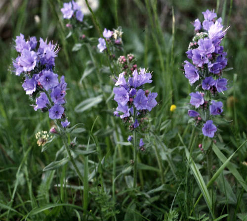 20000 เมล็ด 100 กรัม Echium vulgare Exotic Garden Flower