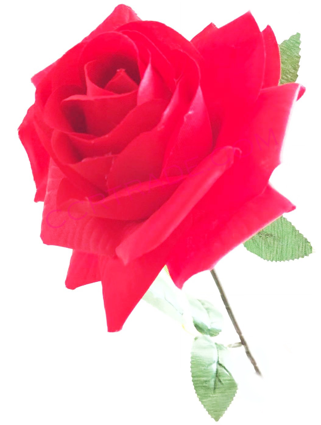 ดอกกุหลาบจัมโบ้ 10.5 ซม. ก้านยาว 64 ซม.