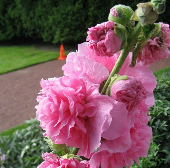 Althaea Alcea rosea Hollyhock Mixed color