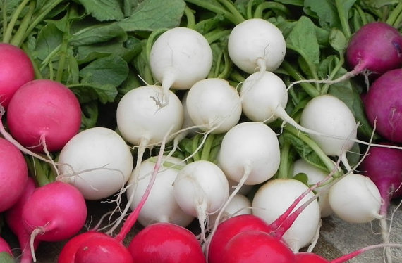 White Radish Radishes Globe Vegetable(30) เมล็ดราดิส สีขาว 30 เมล็ด