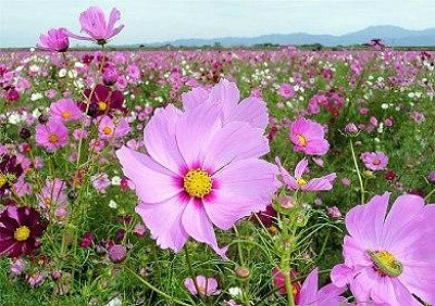 17000 เมล็ด 100 กรัม Garden Cosmos bipinnatus Cosmea Wild Mexican Aster Flower
