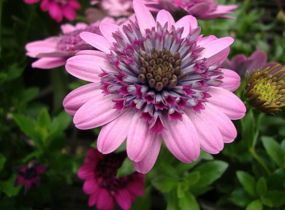 Osteospermum ecklonis South African marigold Mixed
