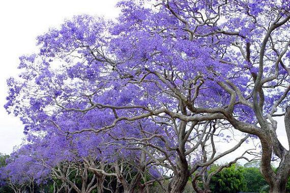 Jacaranda Jacaranda Mimosifolia, drought tolerant, Tree