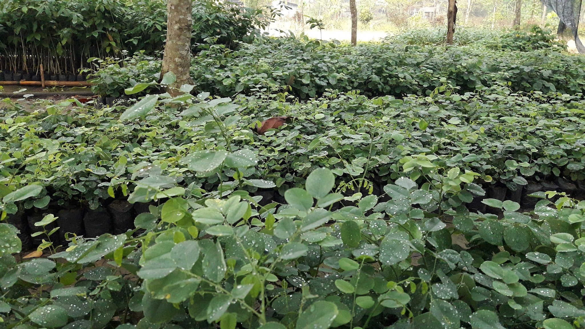 ต้นพยุงไทย ชุดละ 100 ต้น รวมค่าส่งแล้ว