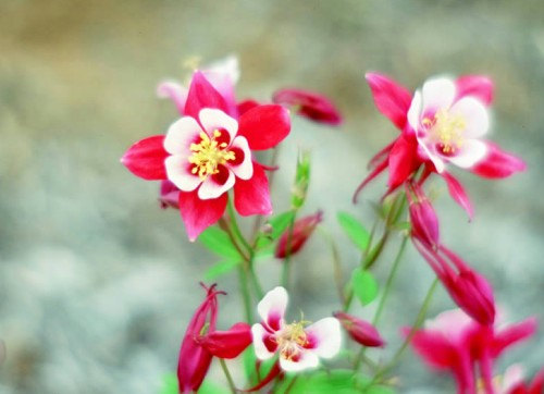 Aquilegia Caerulea Songbird Columbine Giant Red