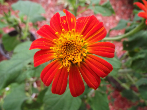 100 กรัม 10,000 เมล็ด Mexican Sunflower Tithonia Rotundifolia