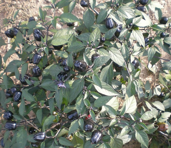 Black Deep Purple Pepper Seeds Bell Sweet