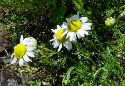 Chamomile Chamaemelum Garden Apple Anthemis nobilis Flower