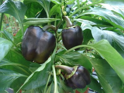 purple bell peppers seed พริกหวานม่วง 10 เมล็ด