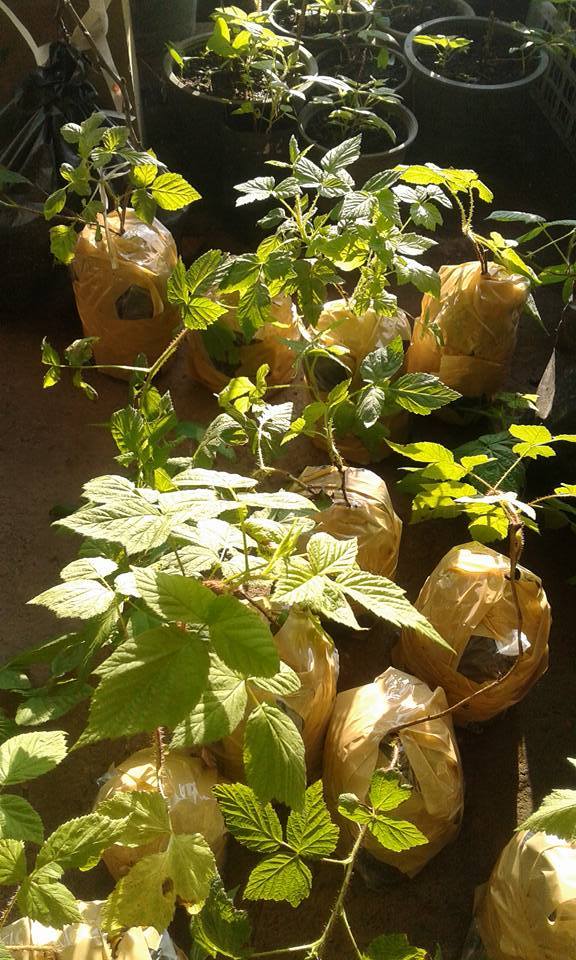 ต้นเรดราสเบอร์รี่ Redraspberry พันธุ์ Amity