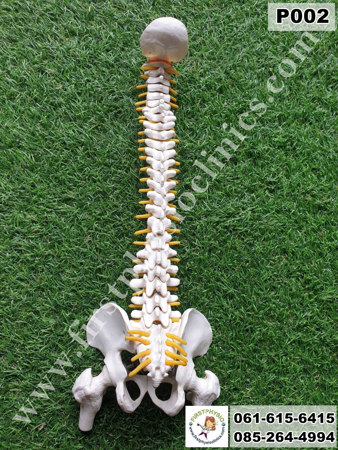 โครงกระดูกจำลอง / หุ่นจำลองโครงกระดูกสันหลัง [Skeletal Model]