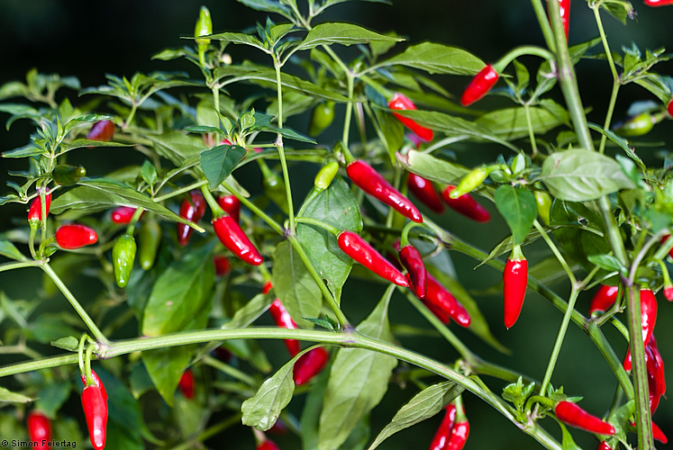 พริกหอม(ขี้หนูสวน) Capsicum annuum