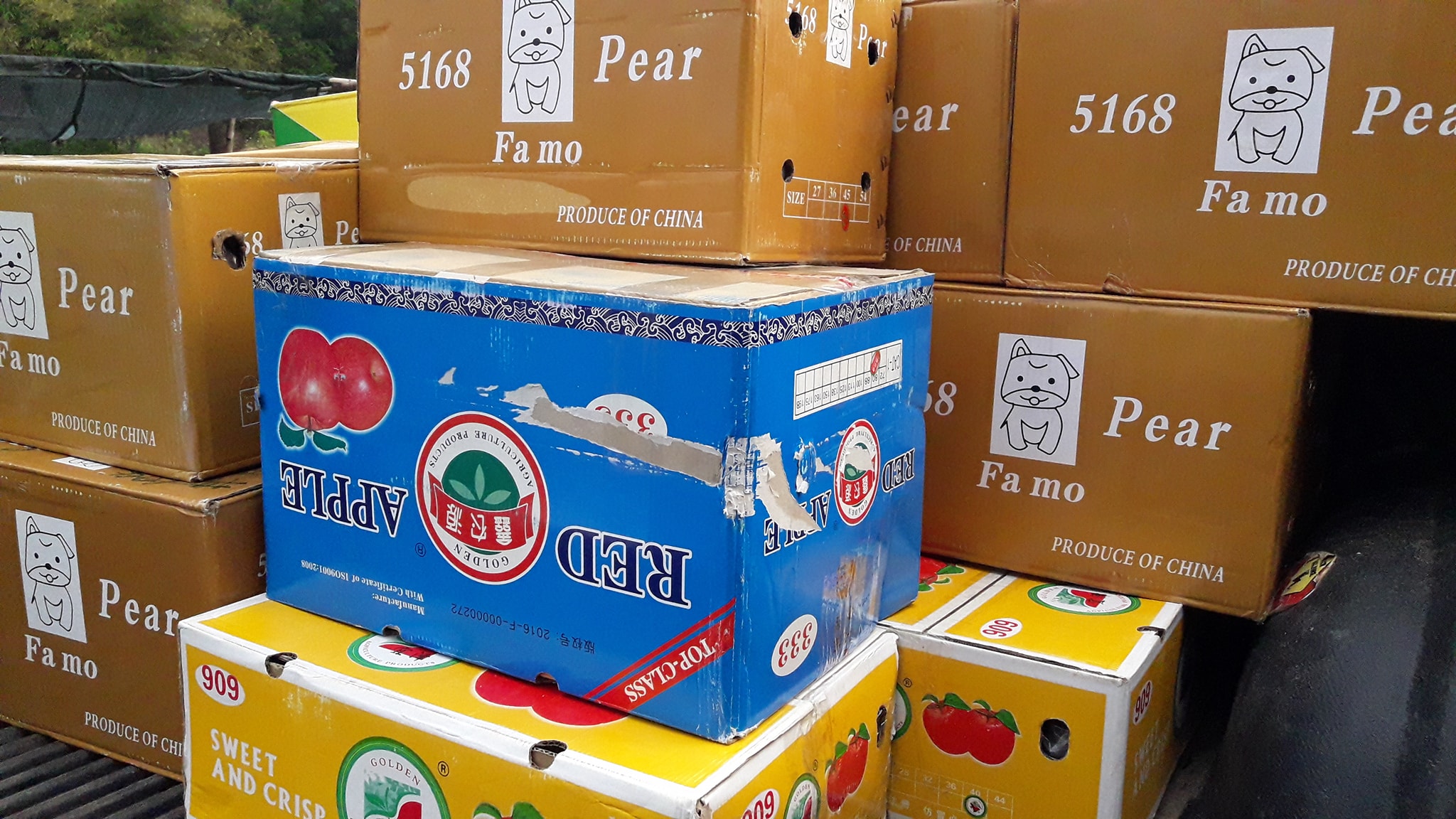 ต้นพยุงไทย ชุดละ 100 ต้น รวมค่าส่งแล้ว