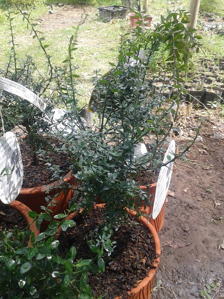 ต้นมะนาวนิ้วมือ (Finger Lime) เลือกสายพันธุ์ได้