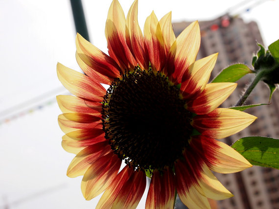 Skyscraper Helianthus Brown Center Sunflower Sunroot Flower