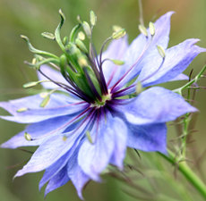 100 กรัม 40,000 เมล็ด Black Cumin nigella sativa Roman coriander blue