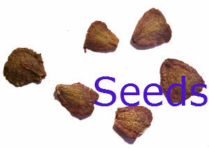 Jacaranda Jacaranda Mimosifolia, drought tolerant, Tree