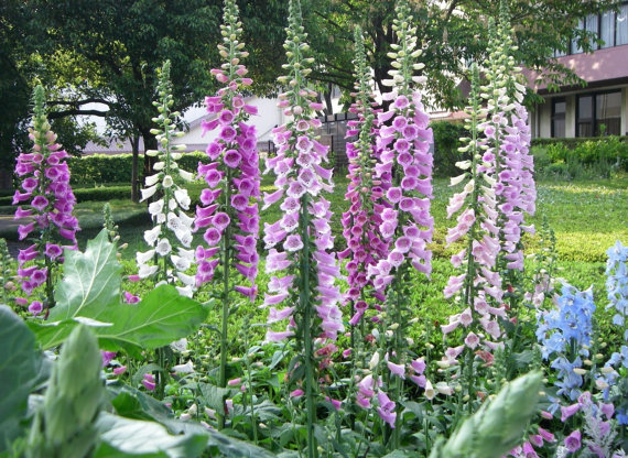 750000 เมล็ด 100 กรัม Digitalis Foxglove foxy Dead Mans Bells Witches Gloves