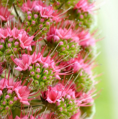 Echium Vipers Flower(50) เมล็ดดอก Echium Vipers 50 เมล็ด