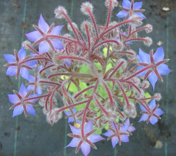 Borage Borago officinalis Garden Flower(35) เมล็ดดอก Borage Borago officinalis 35 เมล็ด