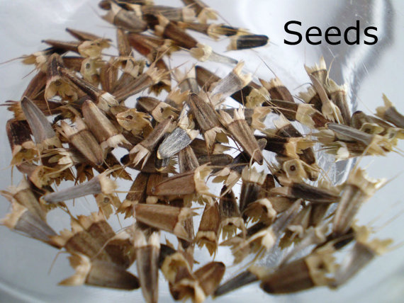 100 กรัม 10,000 เมล็ด Mexican Sunflower Tithonia Rotundifolia