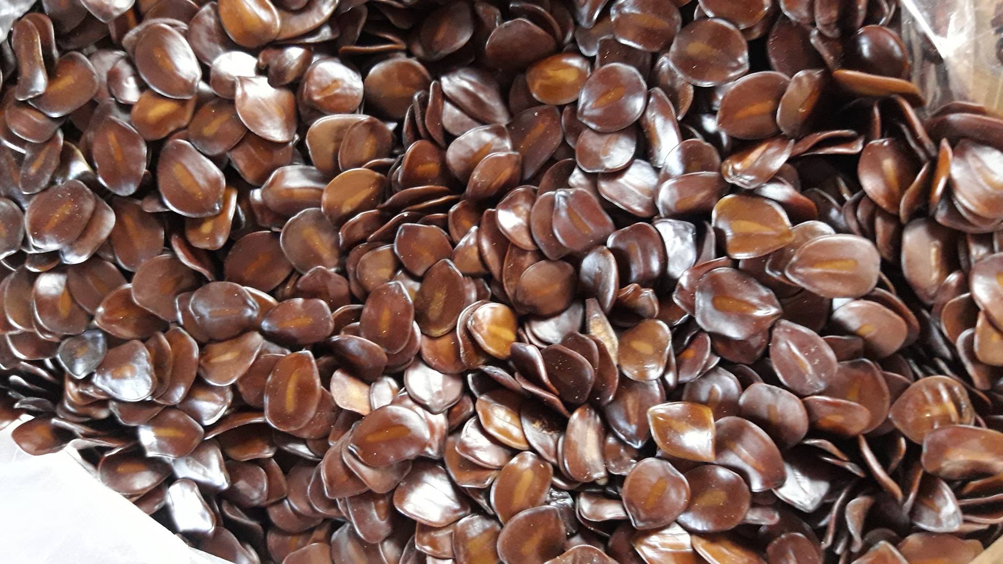 ขี้เหล็ก 60-80 เมล็ด 50 บาท