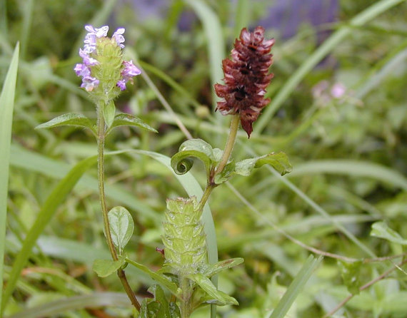 Self Heal Prunella Mix Herb common selfheal fruit-spike Garden Blue Purple
