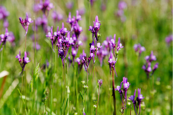 571000 เมล็ด100 กรัม Moroccan Toadflax Linaria Baby Snapdragon Flower