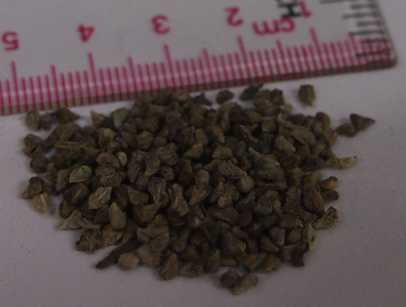 17000 เมล็ด 100 กรัม Tree Echium vulgare Vipers Bugloss White