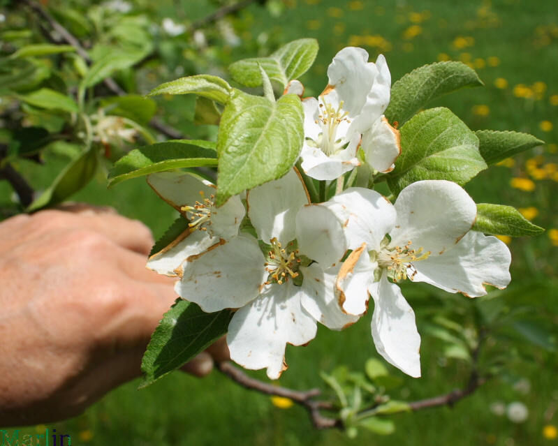 Fuji Apple, Malus pumila "Fuji"(20) เมล็ดแอปเปิ้ลฟูจิ 20 เมล็ด