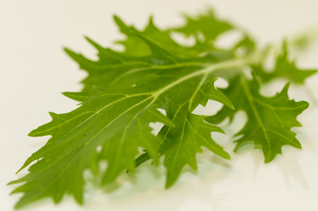 ผักสลัดมิซูน่า mizuna lettuce