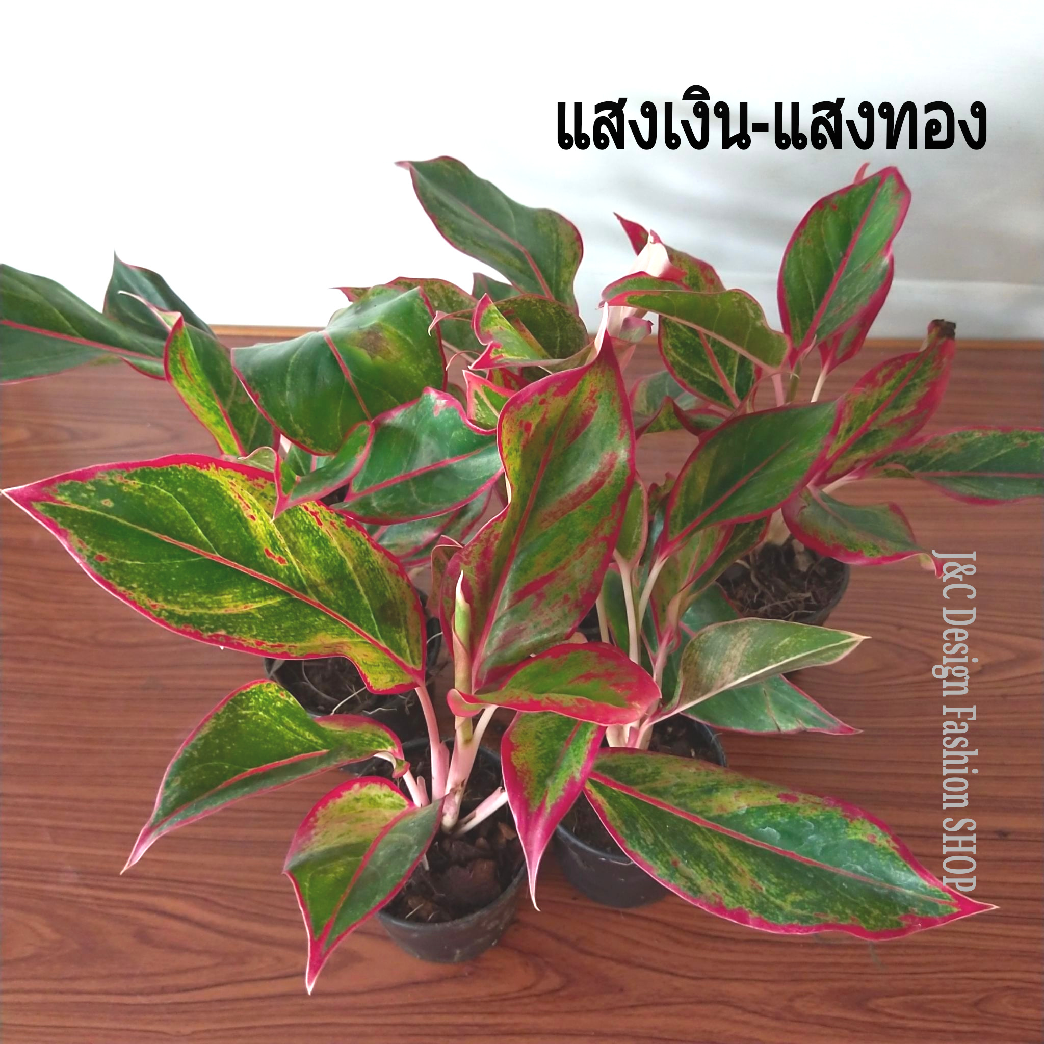 ต้นแสงเงิน แสงทอง