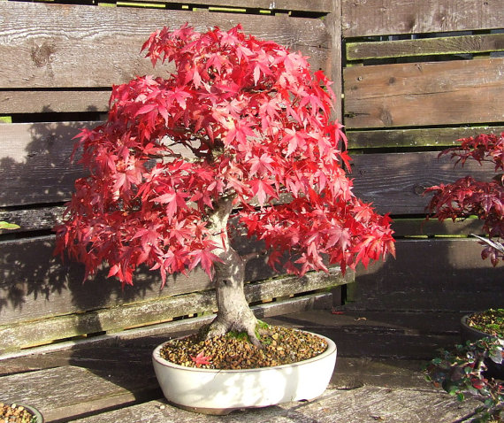 Red maple Scarlet maple Acer rubrum Bonsai Tree Shrub