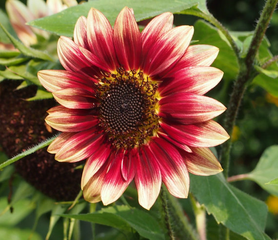 Skyscraper Helianthus Brown Center Sunflower Sunroot Flower