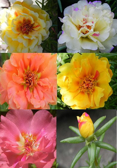 500000 เมล็ด 100 กรัม Portulaca sun Purslane Moss Rose Pigweed Mixed Flower