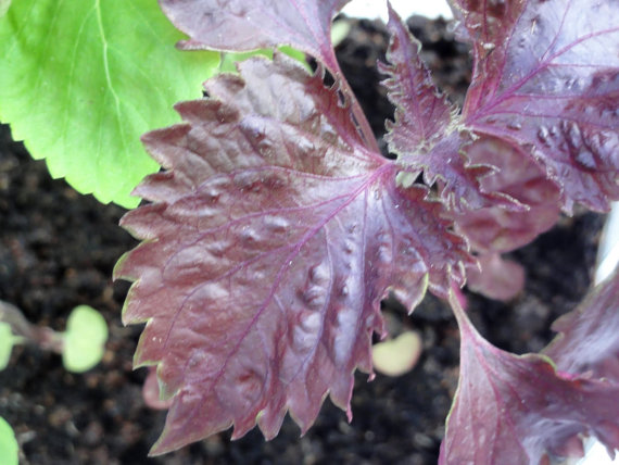 Purple Perilla frutescens purpurea Shiso Japanese basil Beefsteak Plant Red Herb