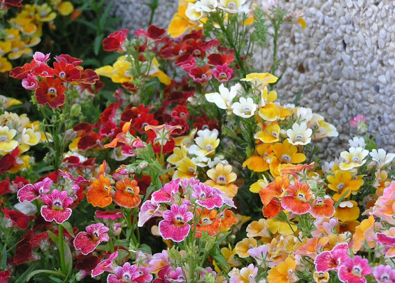 Nemesia Carnival Mix Strumosa Garden Flower Mixed Colors