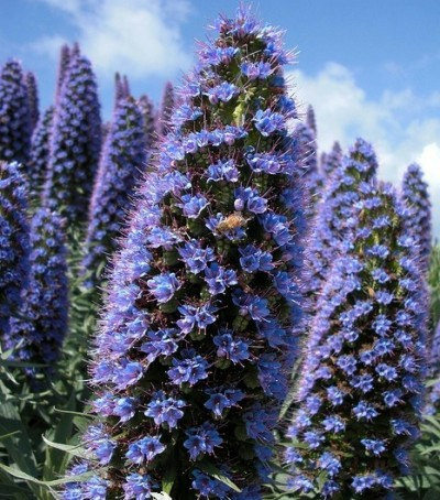 Echium Vipers Flower(50) เมล็ดดอก Echium Vipers 50 เมล็ด
