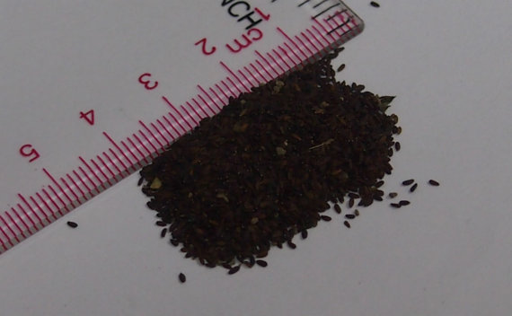 100 กรัม 161000 เมล็ด Herba Schizonepetae Jing Jie Herb Seeds Medical Uses Elsholtzia ciliata Chinese Mint Shrub