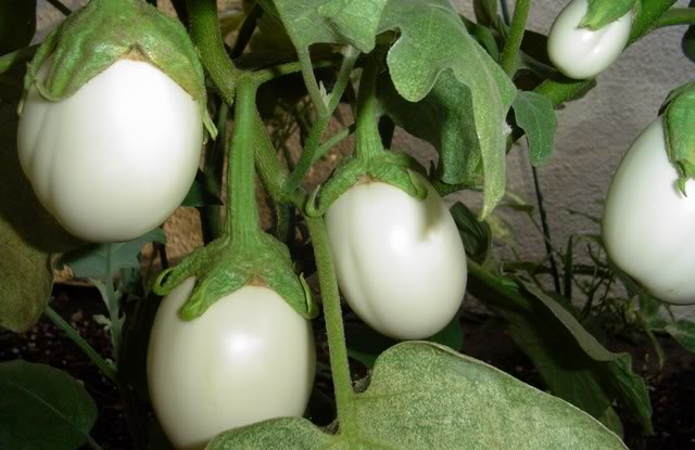 มะเขือไข่เต่า White Eggplant