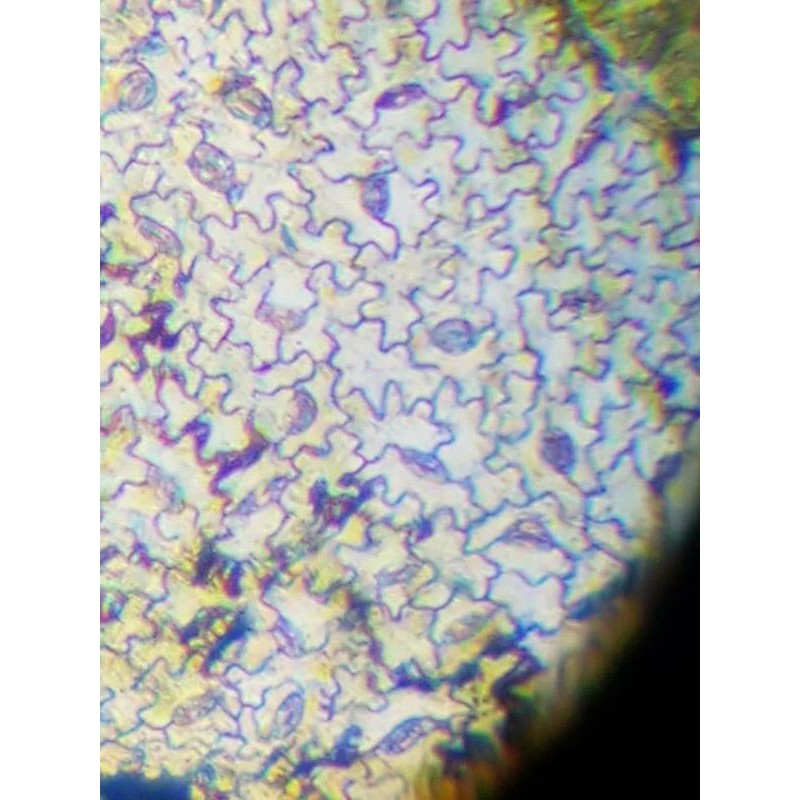 กล้องจุลทรรศน์เด็ก กล้องส่องเซลล์เด็ก อุปกรณ์เรียนรู้วิทยาศาสตร์เด็ก พร้อมส่งจากไทย