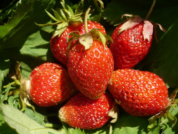 Strawberries Seeds Organic Berries Seed Baron Solemaher