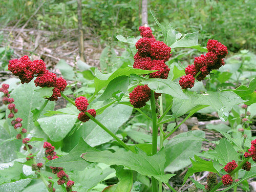 Strawberry spinach seeds CHENOPODIUM CAPITATUM