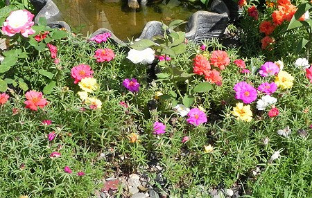 500000 เมล็ด 100 กรัม Portulaca sun Purslane Moss Rose Pigweed Mixed Flower